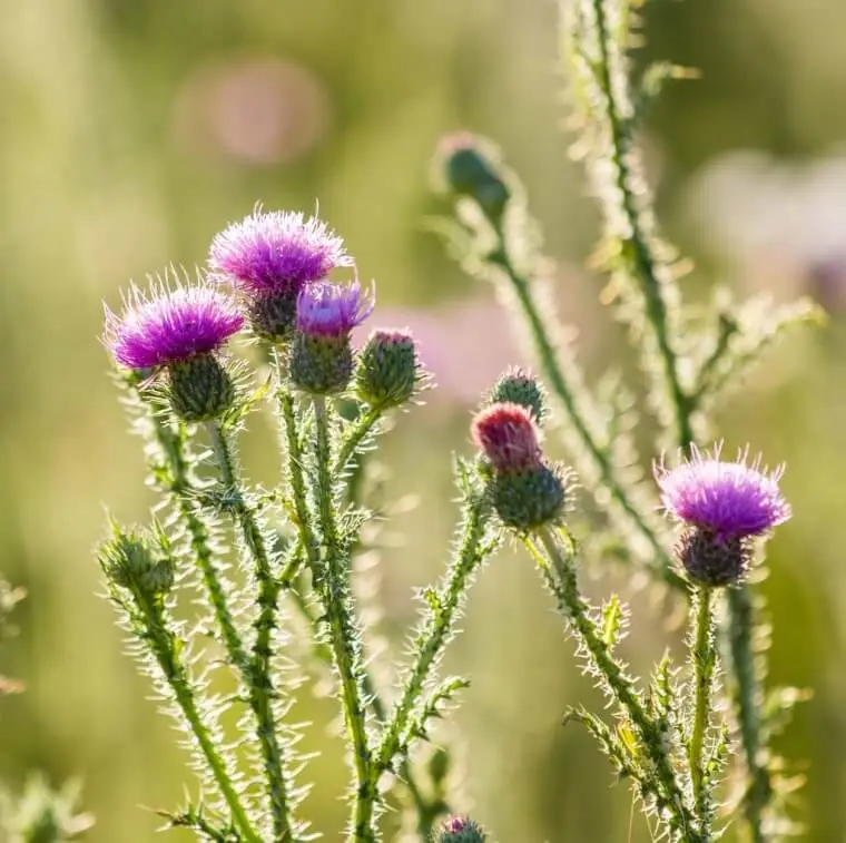 Vanquish Thistle Weeds with WD-40 Spray